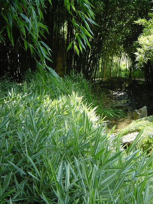 Pleioblastus Shibuyanus (variegatus) 'Tsuboi', Buntblättriger Zwergbambus 3 Pleioblastus Shibuyanus (variegatus) 'Tsuboi', Buntblättriger Zwergbambus