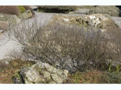 Betula Nana, Zwergbirke, Polarbirke 7 Betula Nana, Zwergbirke, Polarbirke -Giardino 24 zwergbirke 1280x1280