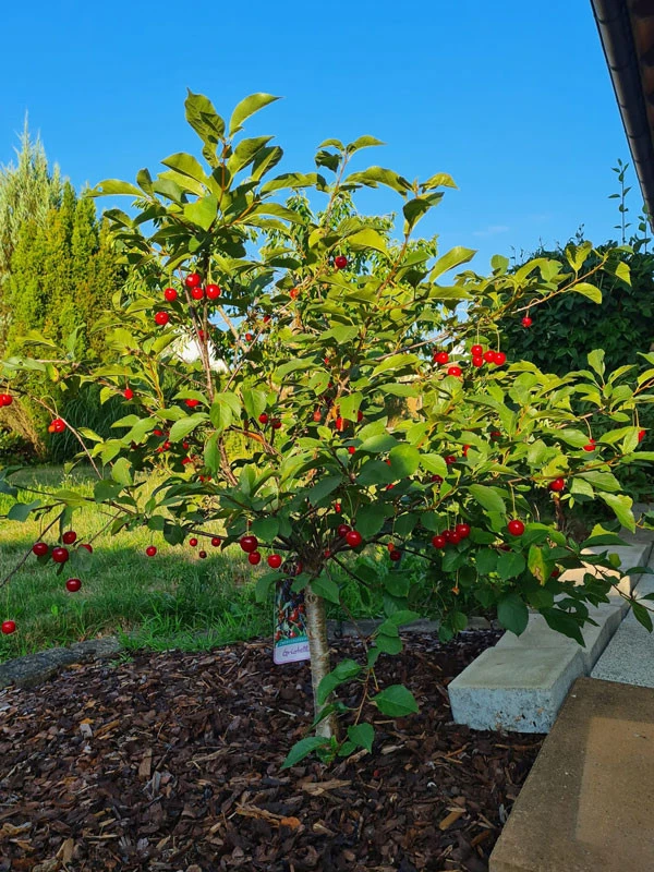 Zwerg-Sauerkirsche 'Griotella', Prunus Cerasus 'Griotella' 4 Zwerg-Sauerkirsche 'Griotella', Prunus Cerasus 'Griotella' – Bild 2