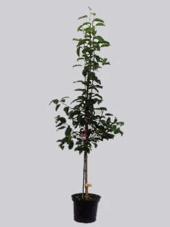 Zwetsche The Czar -Giardino 24 zwetsche the czar topf 1280x1280