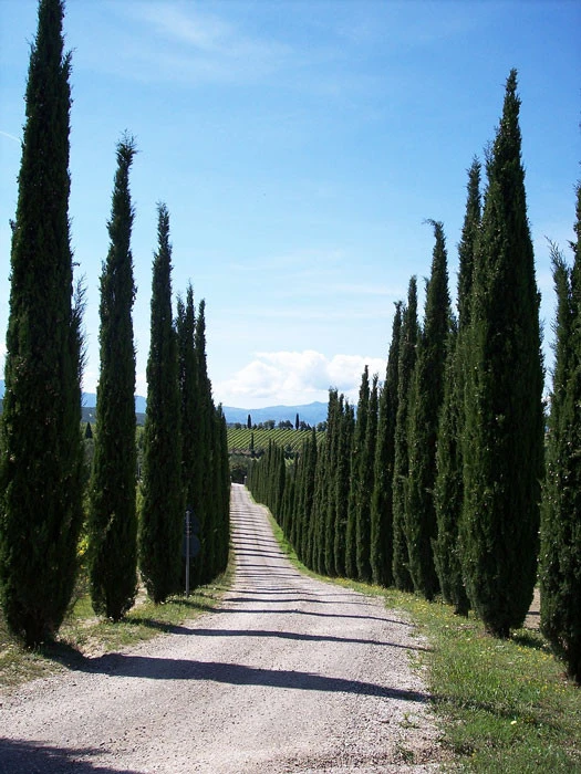 Cupressus Sempervirens 'Totem', Toscana-Zypresse 3 Cupressus Sempervirens 'Totem', Toscana-Zypresse